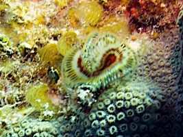 Horseshoe Featherduster IMG 3358